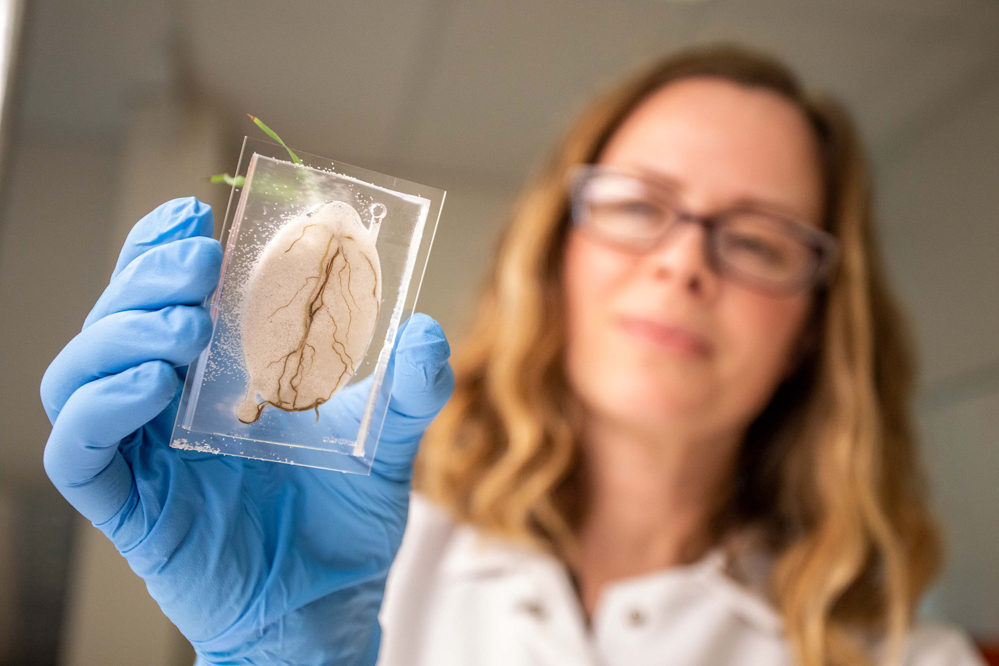 Researcher in protective great holding a biological plant sample.