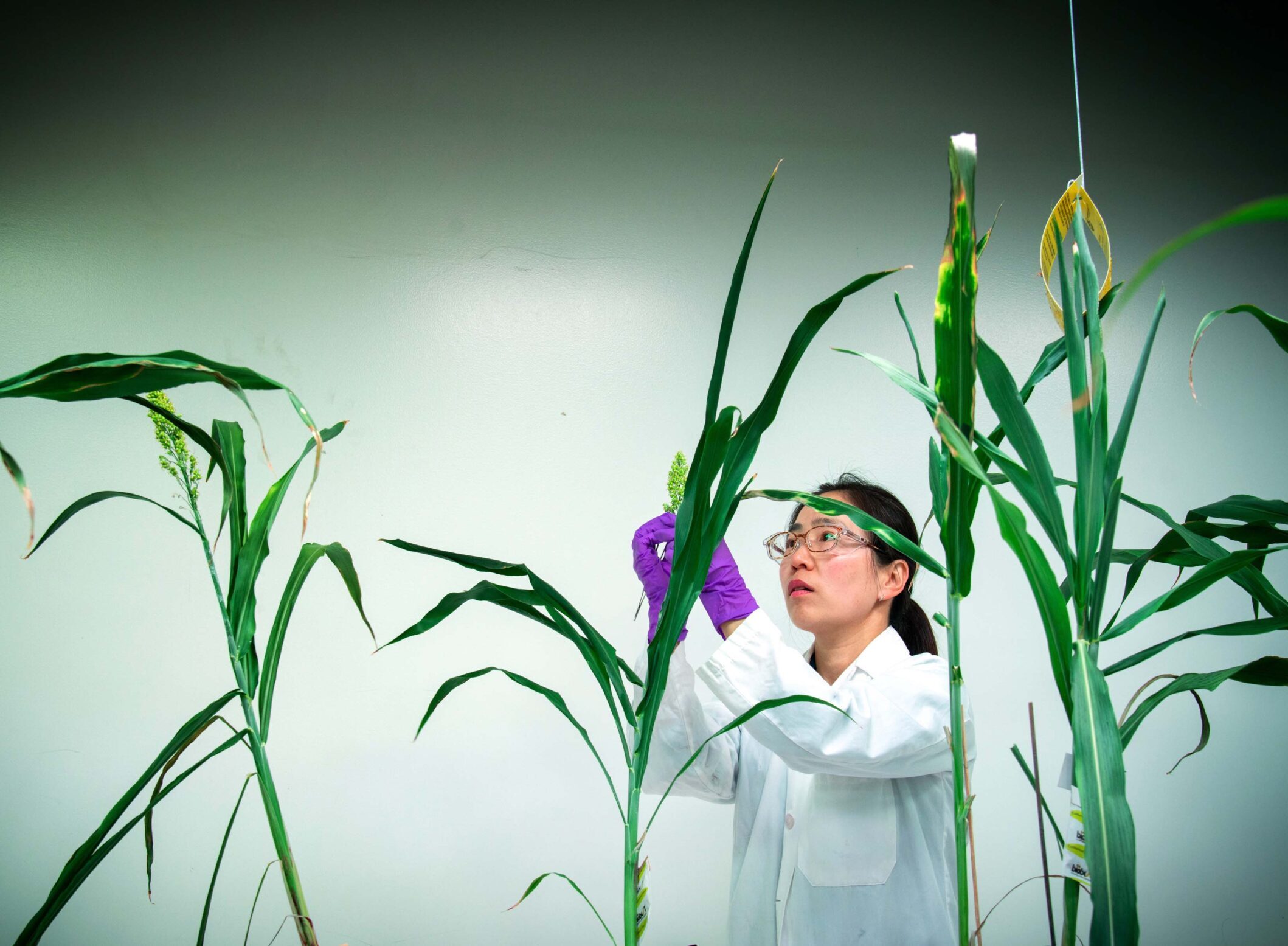 Dark-haired scientist in a lab inspecting tall corn-like plants.