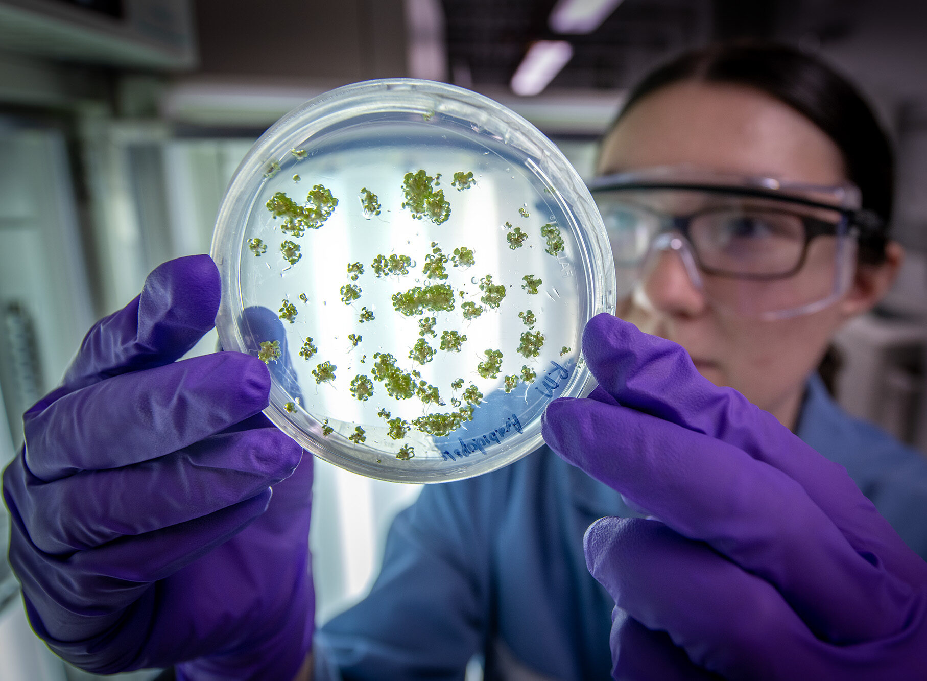 Scientist holding a petri dish.