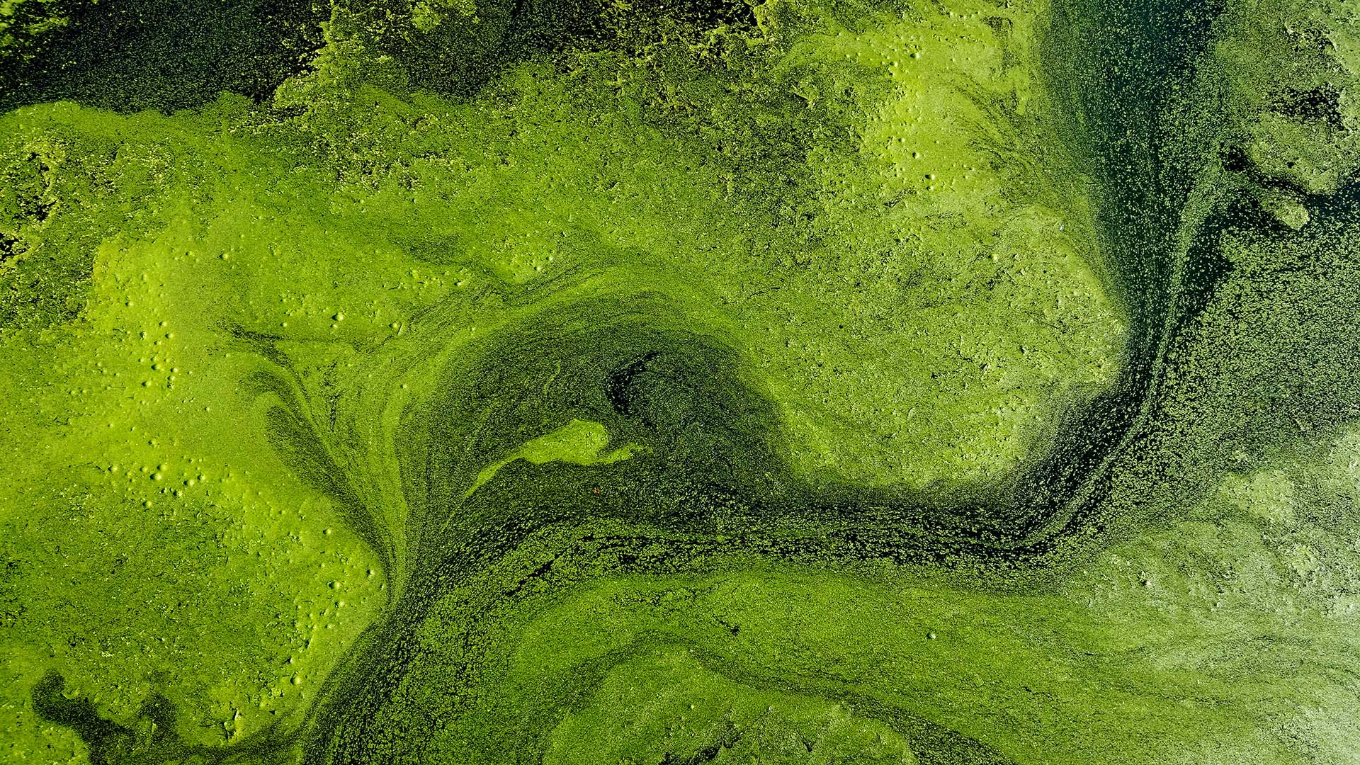 Birdseye view of green algal bloom.