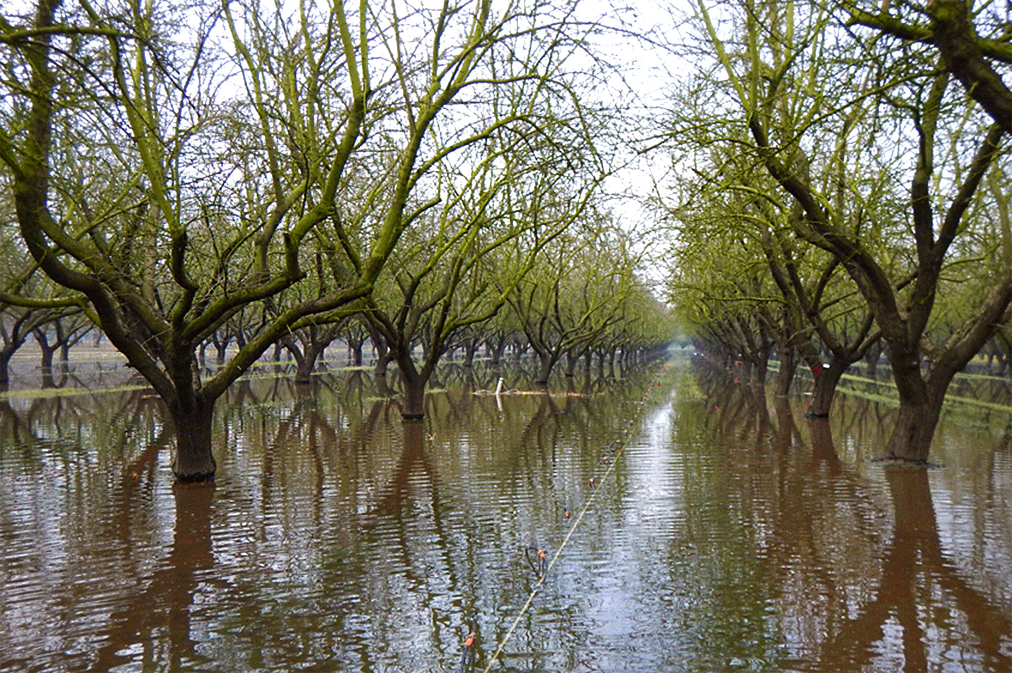 Flooded almond field in California.
