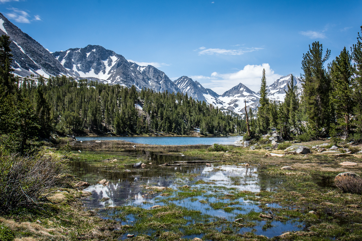 A lush forest with snowy mountains.in the background.