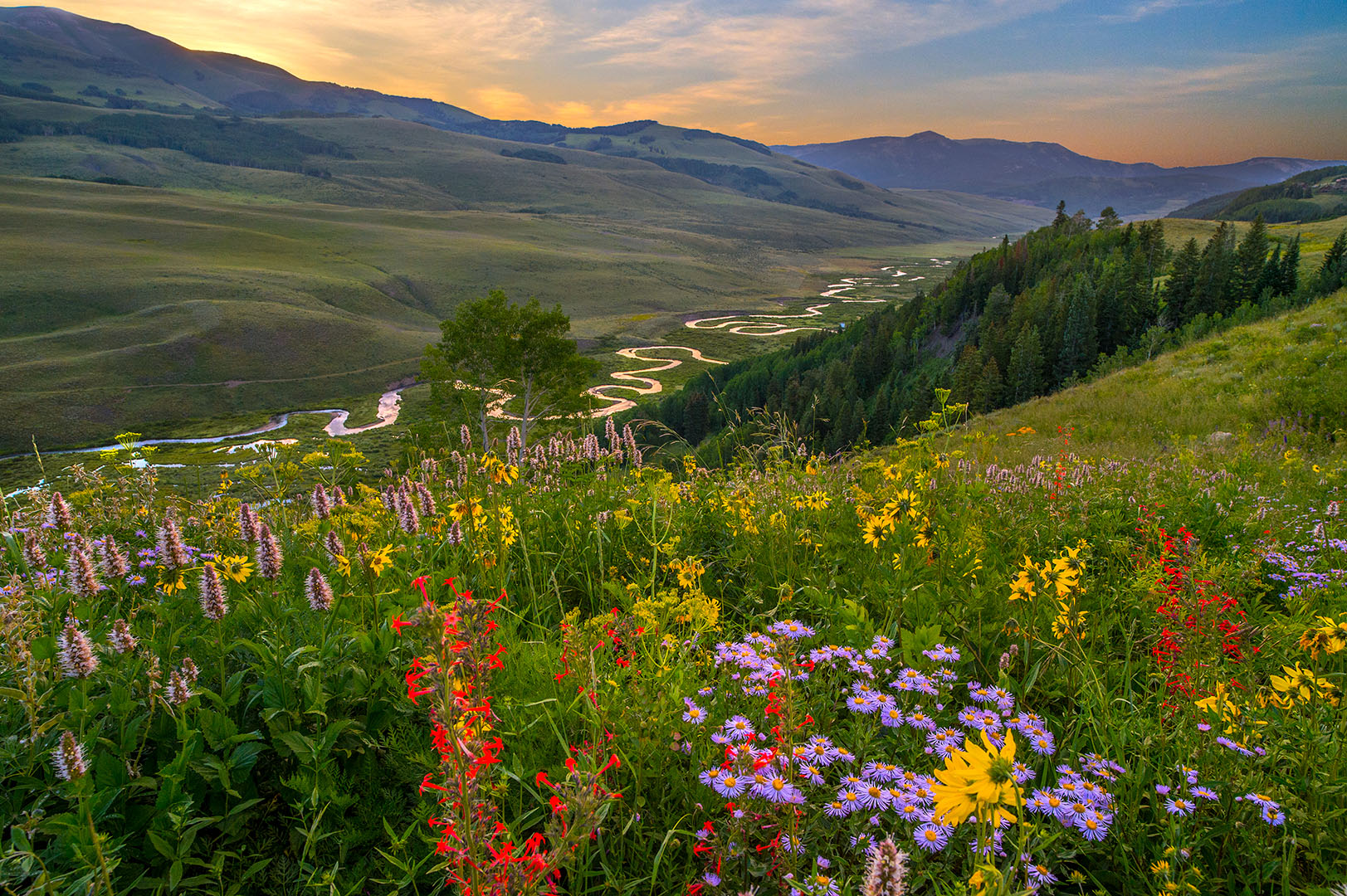 Wildflowers in front of the East river watershed winding river.