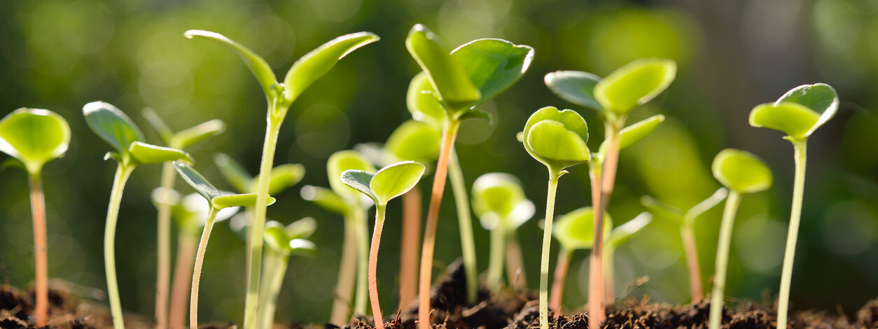 Green sprouts growing out from soil in the morning light.