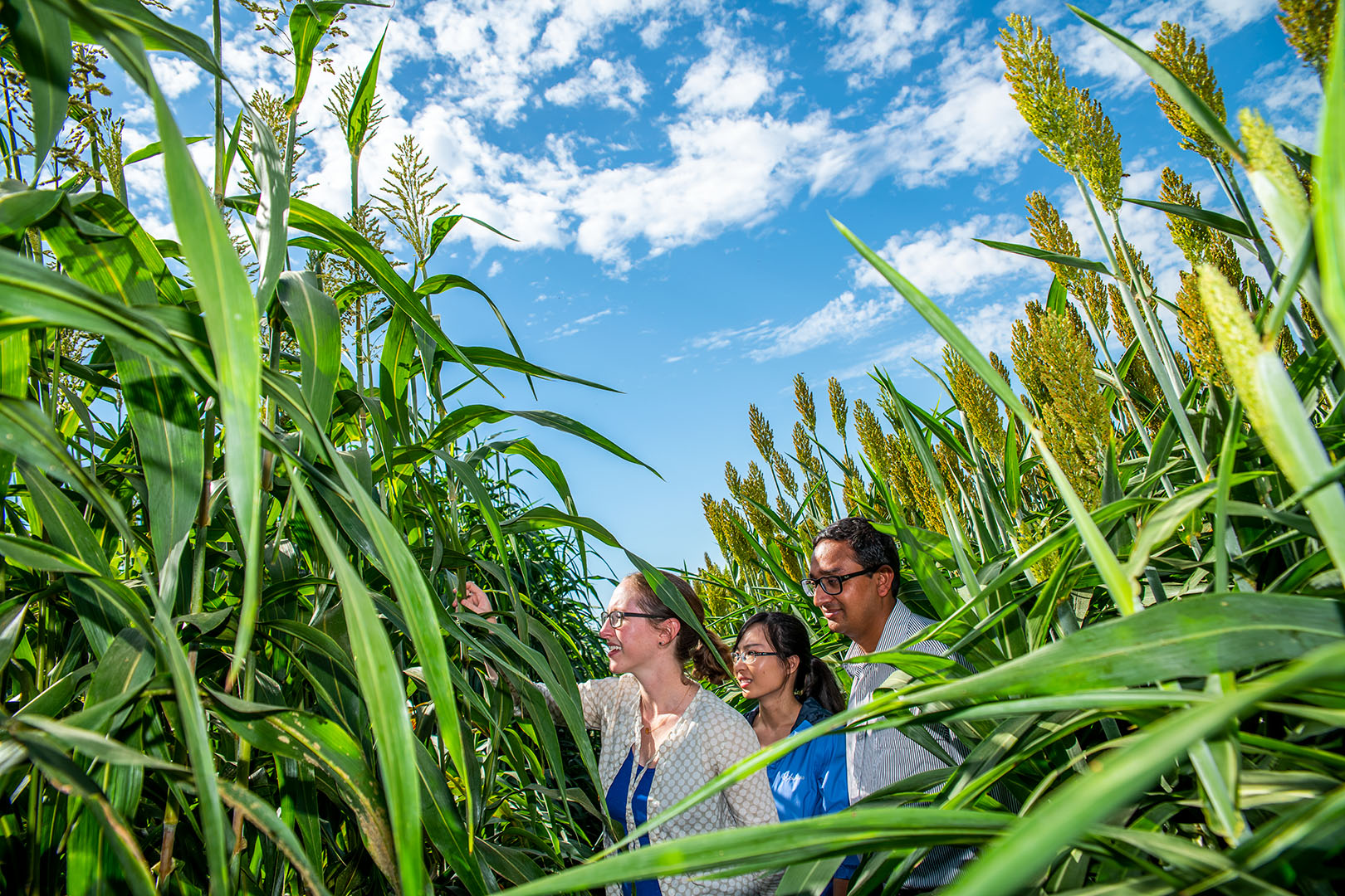 Three people standing in a sorghum field.