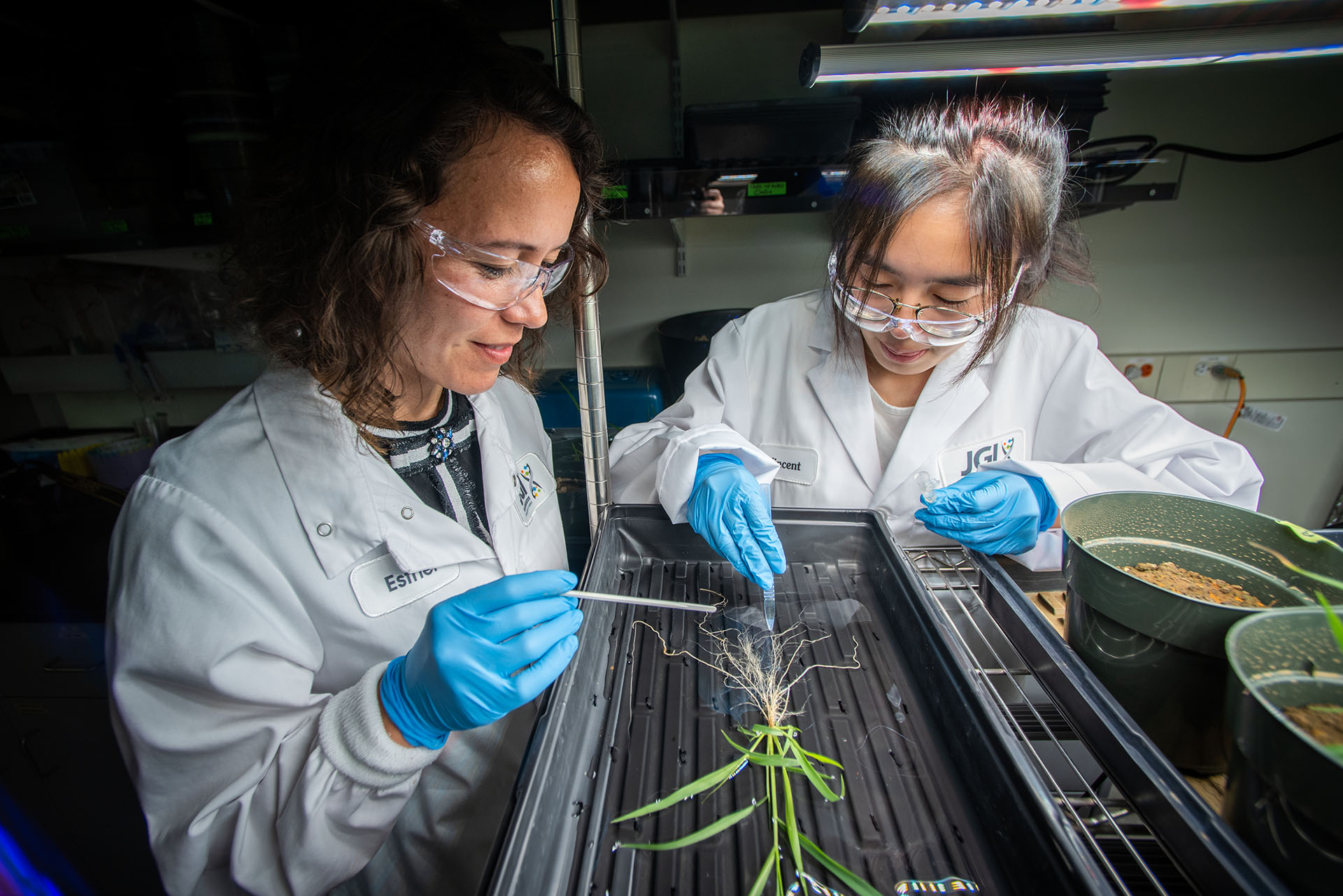 Two scientists working on a plant root sample.