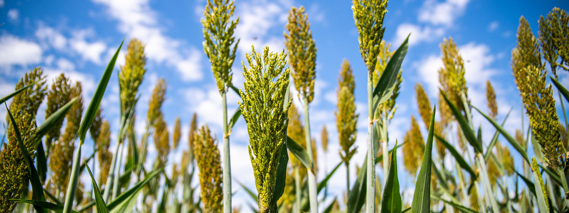 Sorghum at the Agronomy Field.