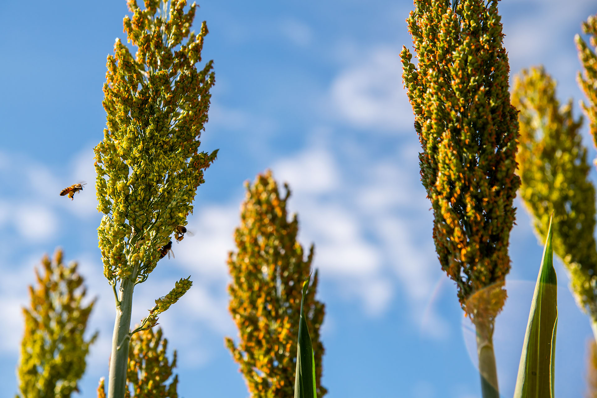 Closeup shot of sorghum with a bee nearby.