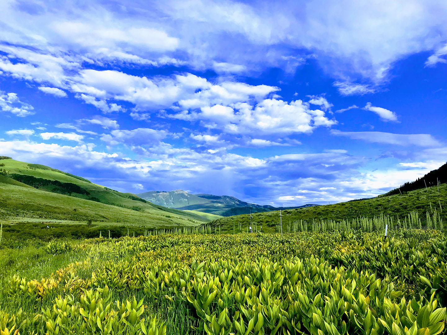 Green field in front of blue, cloud-filled sky.