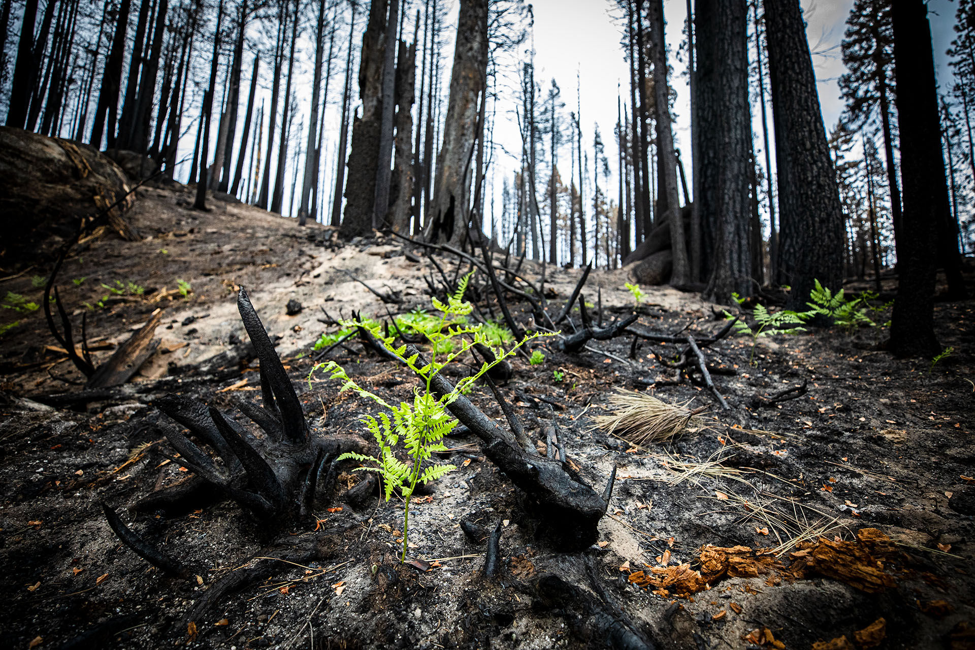 Small green plant growing in a burned landscape.