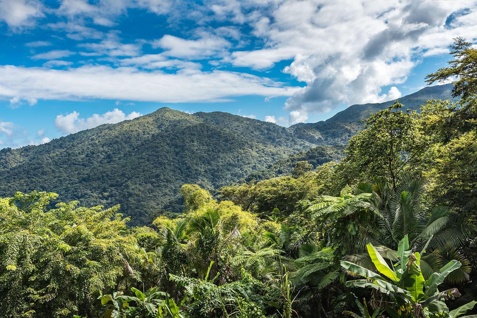 A tropical forest with a mountain in the background.
