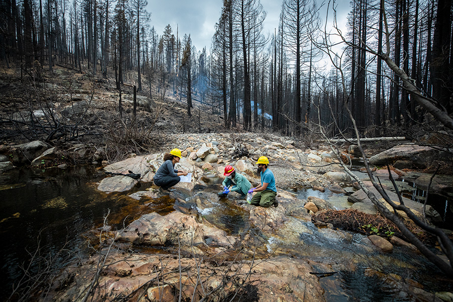 Three scientists in the middle of a forest of tall trees and burned landscape.