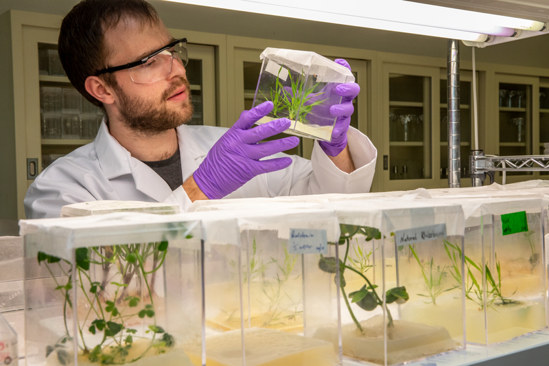 Scientist holding a glass square container with a plant sample.