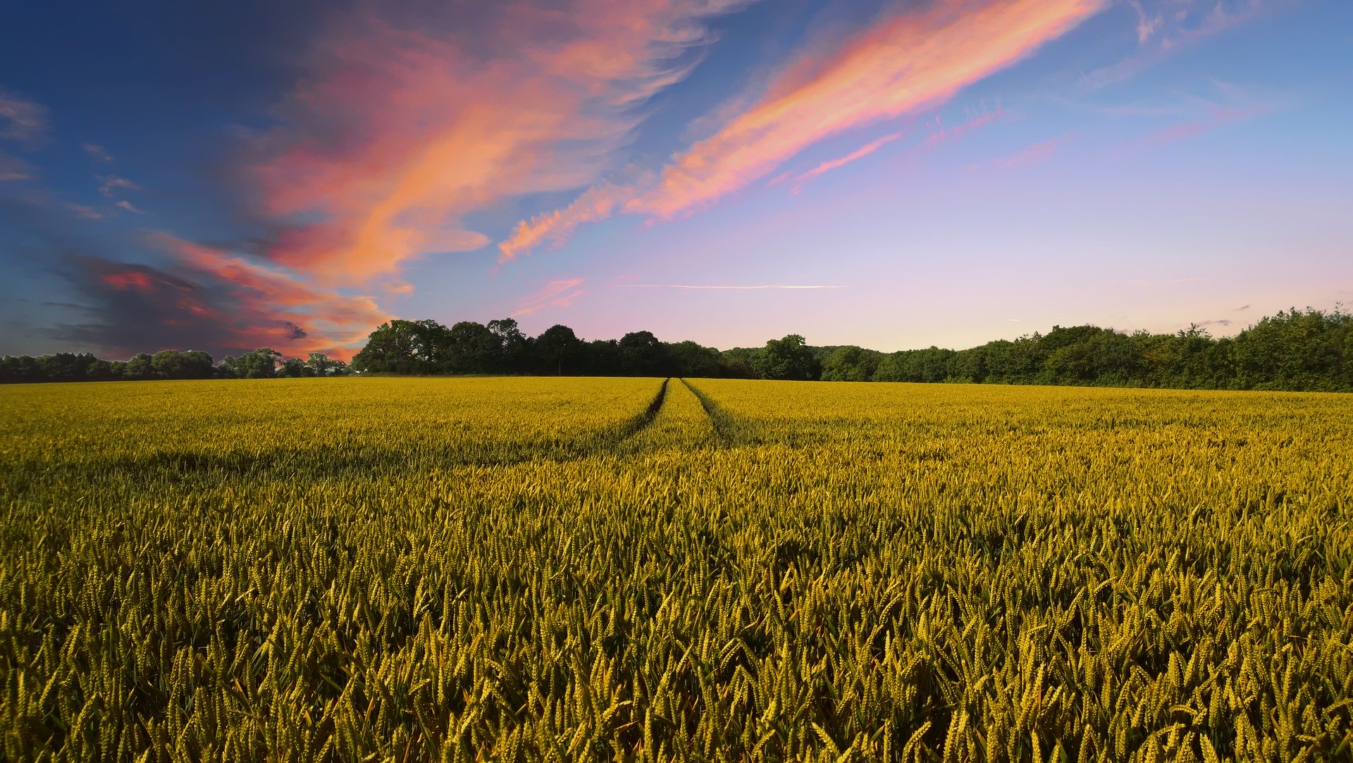 Field at sunset.