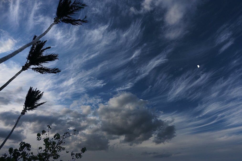 Palm trees blowing in extreme wind.