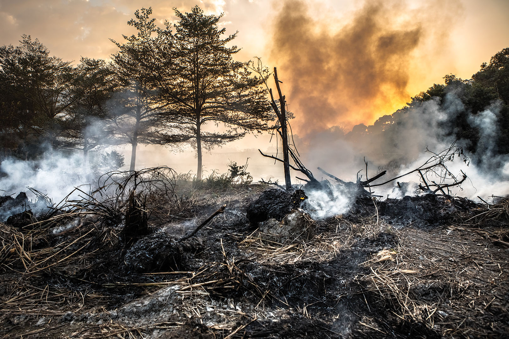 Smoke-filled forest in the aftermath of a wildfire.