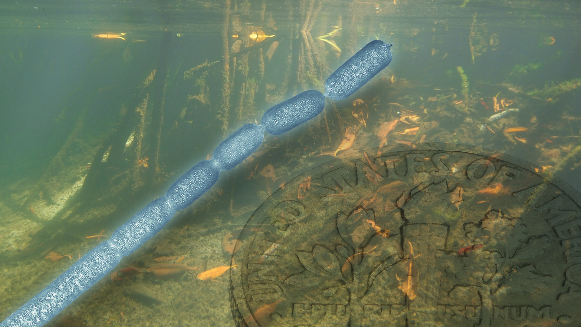 Artistic rendering of Ca. Thiomargarita magnifica with dime.