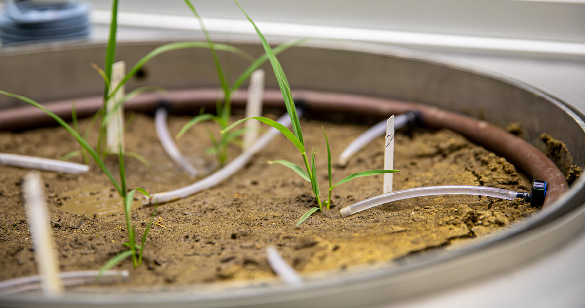 Container of dirt with small grass-like plants growing out of the soil.