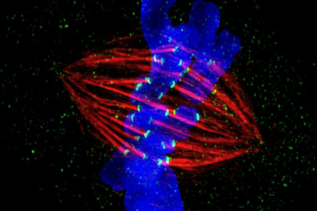 A chromosome (blue) imaged during cell replication. The chromosome is duplicated, and protein strands called spindle fibers (red) are attached to the chromosome copies to pull them apart, so that each ‘daughter cell’ gets one copy. The spindle fibers attach to the chromosomes due to the centromere.