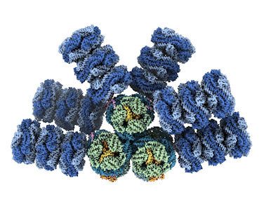This animation gives a 360-degree view of the phycobilisome structure researchers helped reveal.