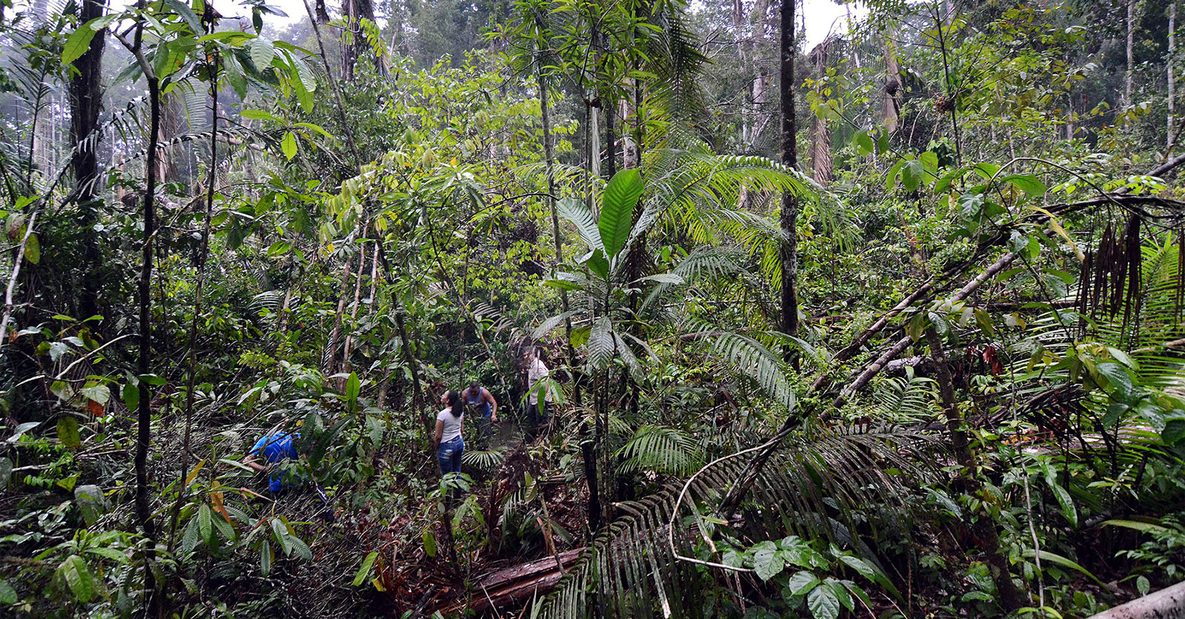 Uprooted or broken trees in the Amazon.