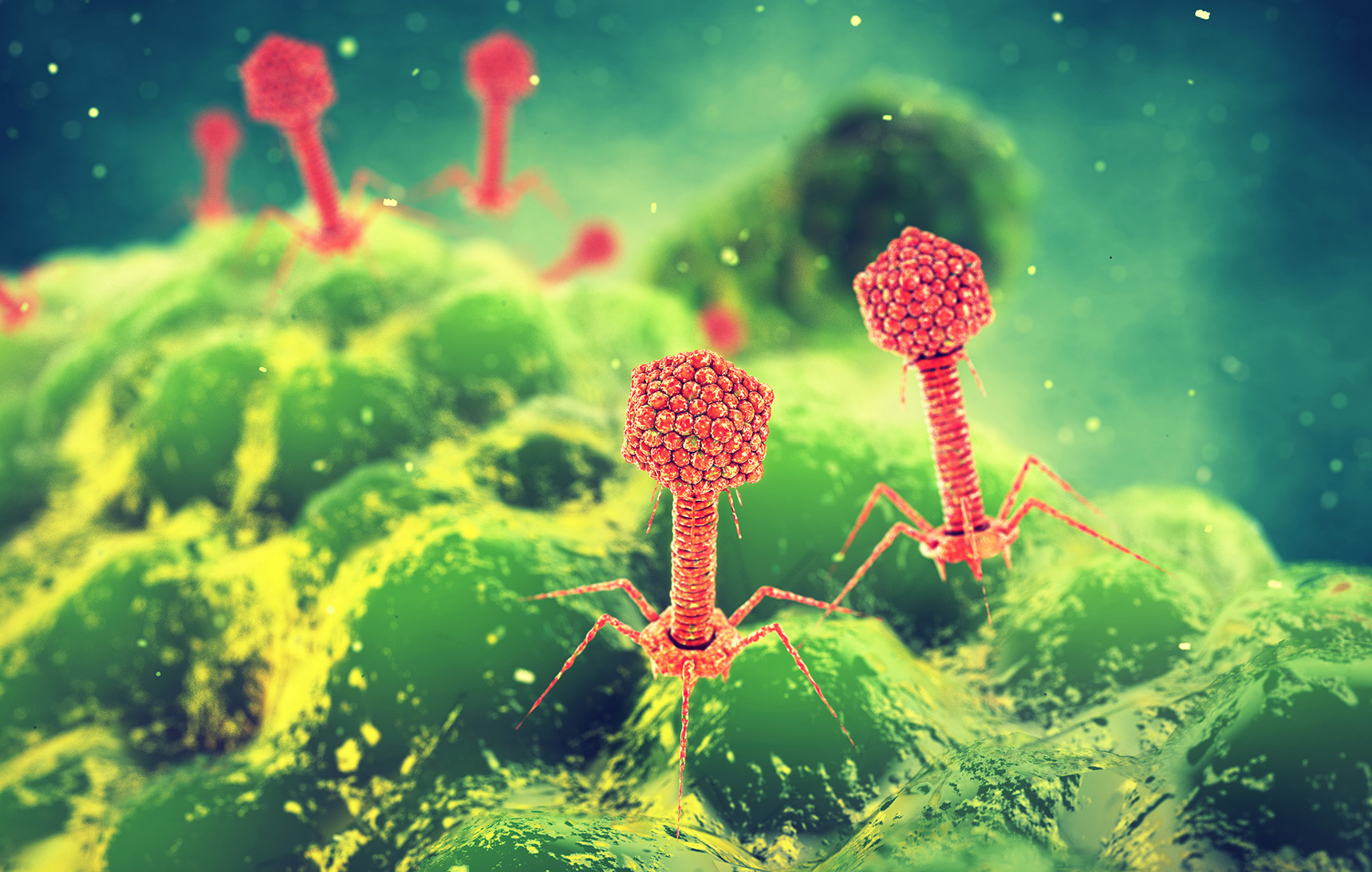 A rendering of bacteriophage viruses attacking a bacteria