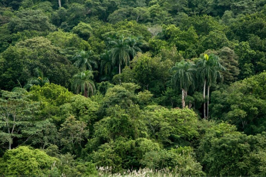 Green jungle in Panama.
