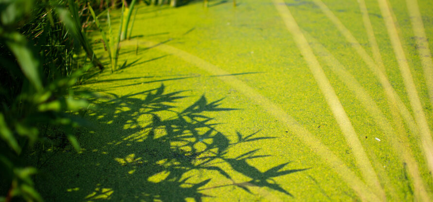 Closeup of a swamp wetland. Shadows from plants on the water surface covered with duckweed.