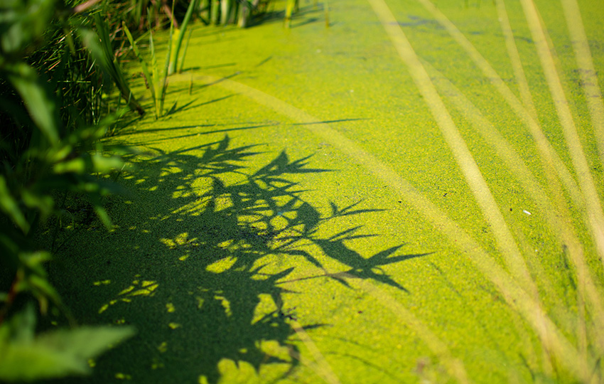 Closeup of a swamp wetland. Shadows from plants on the water surface covered with duckweed.