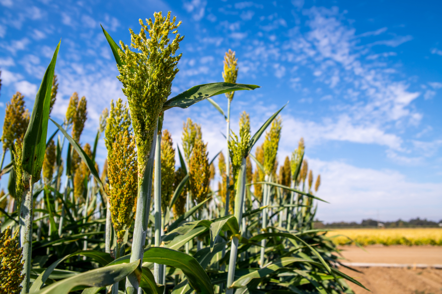 Sorghum plants in a field with blue skies.