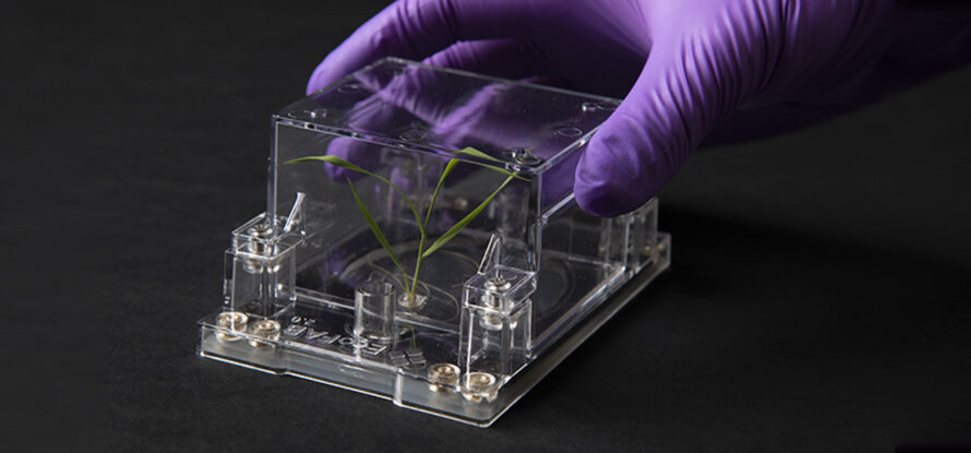 A purple gloved hand holding a transparent box with a plant inside.