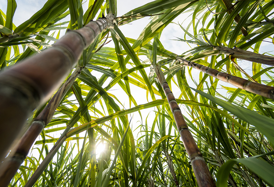 View of sugarcane from worms eye perspective.