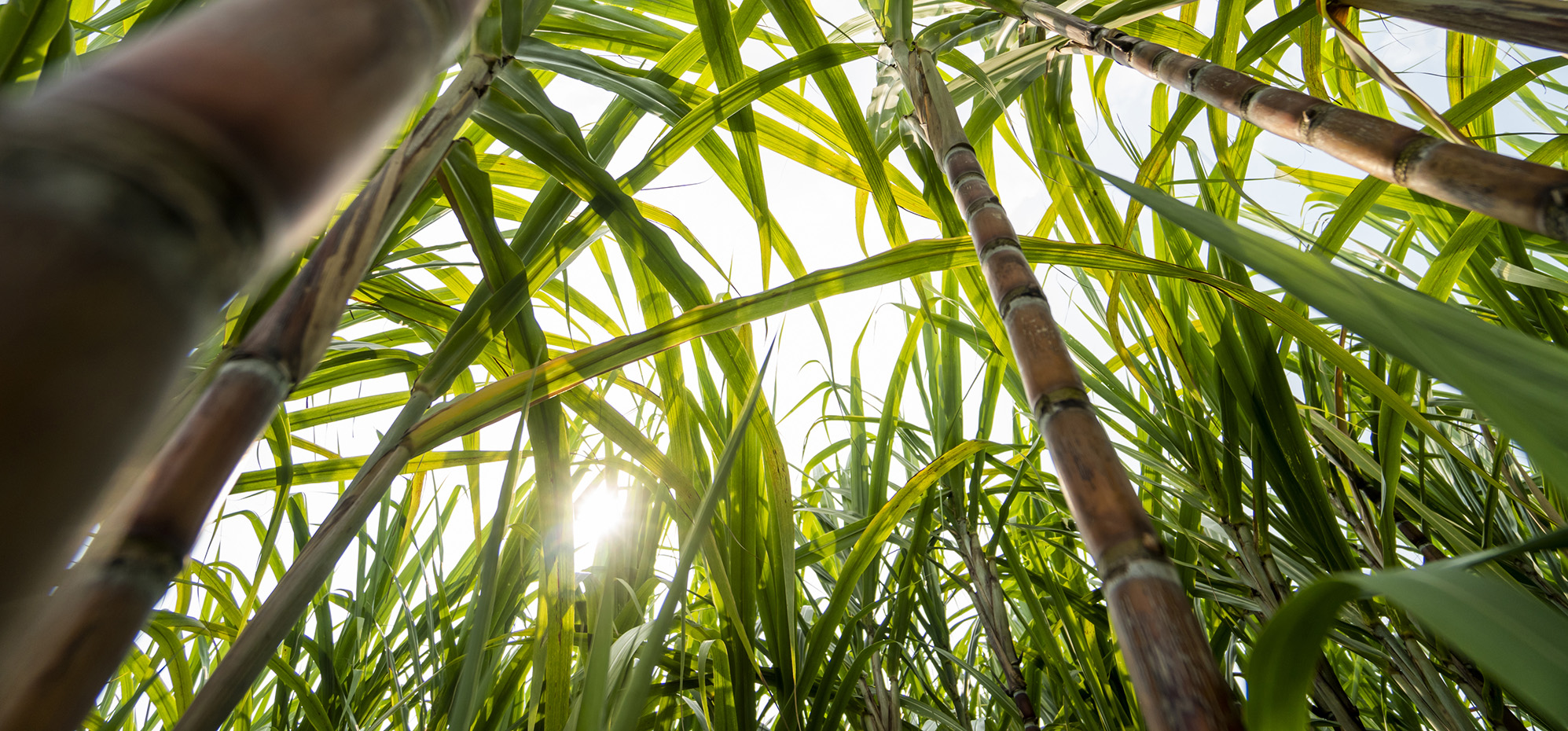 View of sugarcane from worms eye perspective.