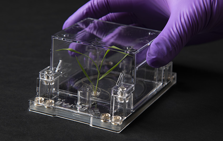 A purple gloved hand holding a transparent box with a plant inside.