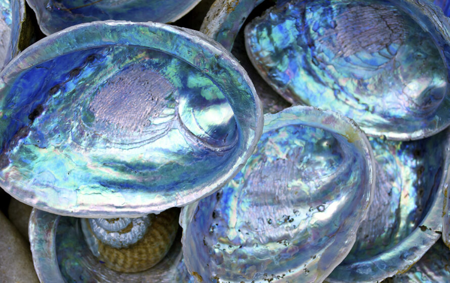 Close-up of some Paula shells also called Abalone.