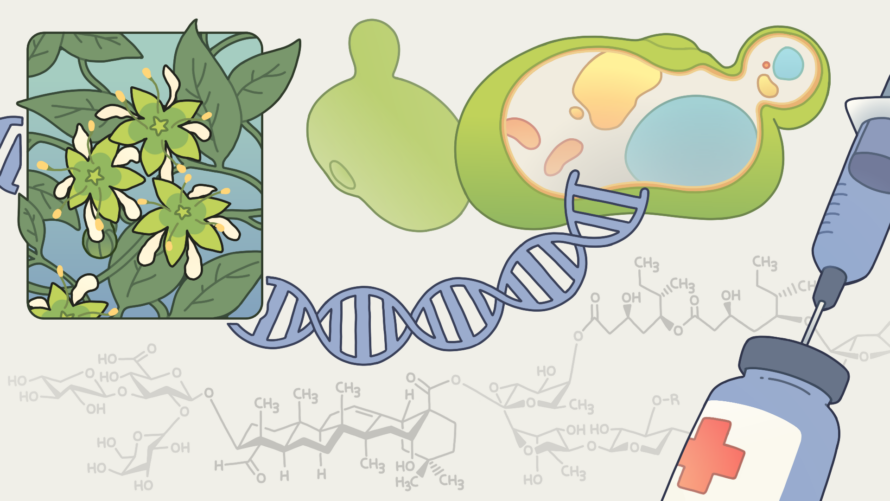 This illustration depicts the soap bark plant and intricate structure of QS-21.