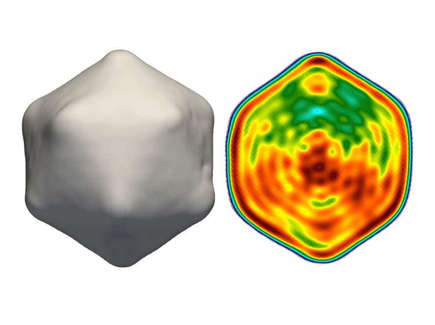 A virus particle shell (left) and a 2-D slice through its center (right) depicting various densities (red, high; yellow and green, medium; blue, low). The image of the virus, called PBCV-1, was reconstructed from fluctuation X-ray scattering data using M-TIP, an algorithm developed as part of the CAMERA project.