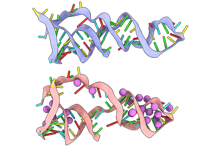 Two 3D renderings of a RNA molecule with a twisted ribbon-like backbone with multicolored bars protruding. The image on top has a blue backbone, the image below is pink, and also includes purple balls placed at certain points of the backbone.