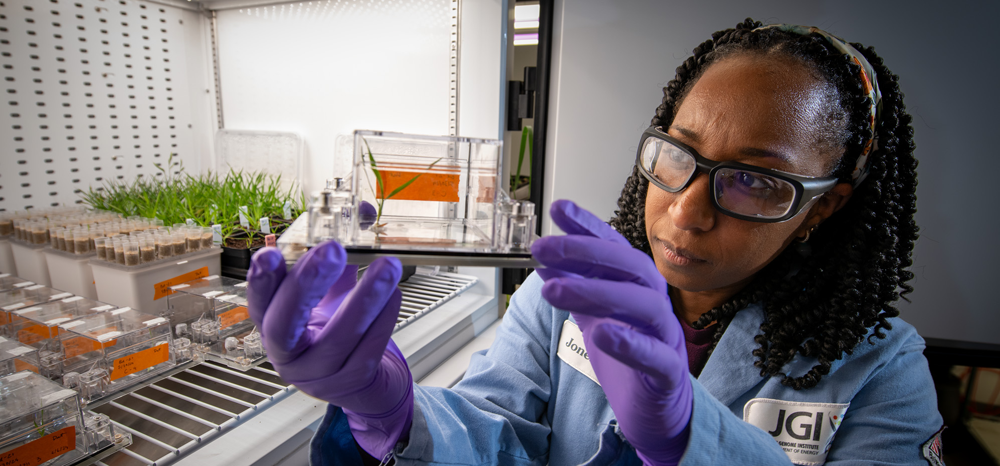 Jonelle Basso, Research Scientist, Joint Genome Institute (JGI), checks the growth of plants she is investigating at a growth chamber in the Integrative Genomics Building