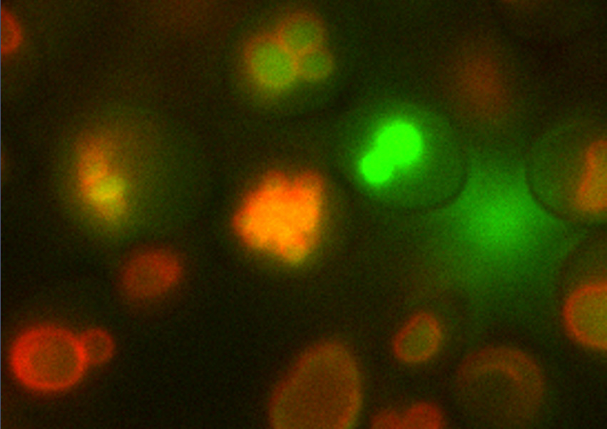 Simple oblong cells are seen against a black background, looking like individual bubbles or small clusters. The membranes glow green and red.