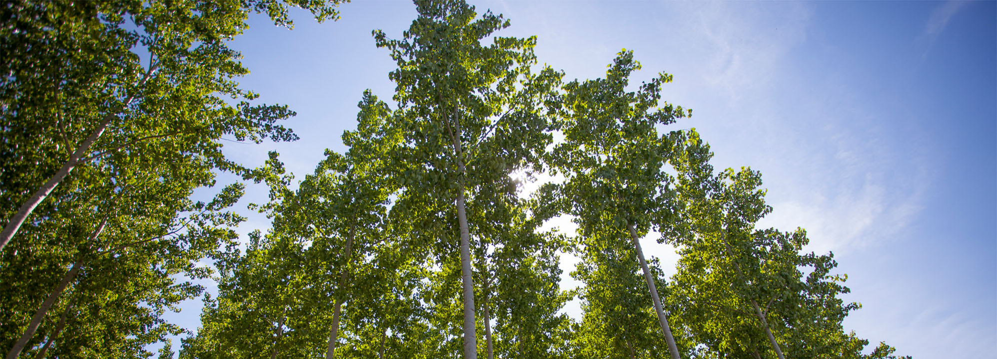 A plantation of tall, closely planted poplar trees in Boardman, Oregon, with sunlight filtering through the green canopy.
