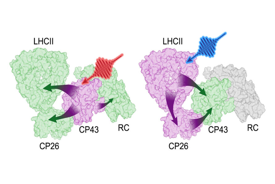 Illustration showing idirectional energy flow within one side of the photosystem II supercomplex.